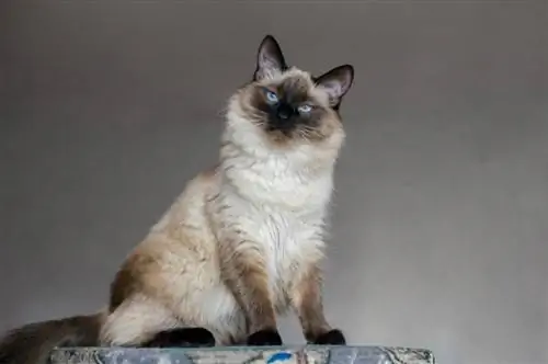 Balinese Cat: Info, Duab, Yam ntxwv & Facts