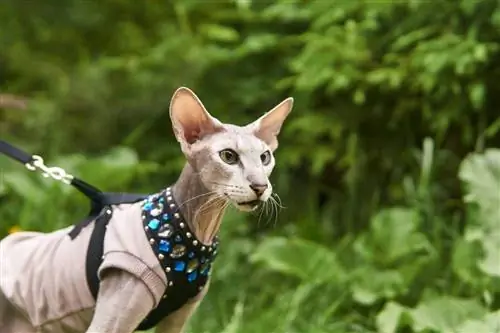 Peterbald เดินกลางแจ้ง