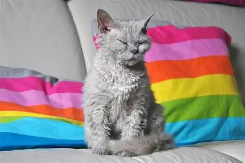 Gatto Selkirk rex sul letto