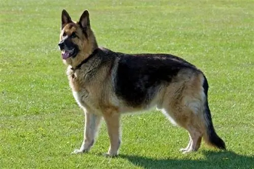 German shepherd sawv ntawm nyom