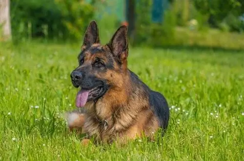 anjing gembala jerman berbaring di atas rumput dengan lidah terkeluar