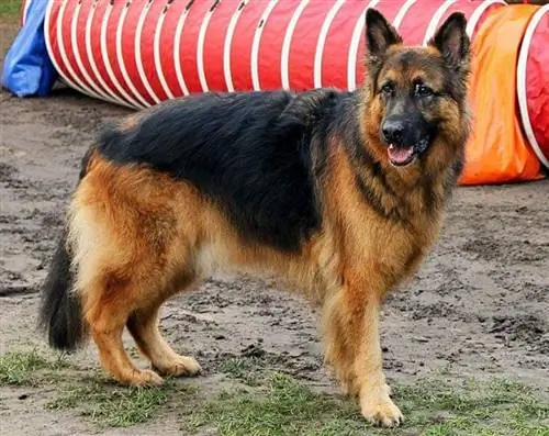 Old German Shepherd Dog: รูปภาพ, อารมณ์ & ลักษณะนิสัย