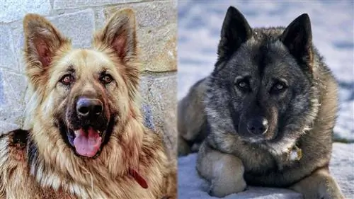 Mix de ciobănesc german norvegian elkhound: informații, imagini, caracteristici & fapte