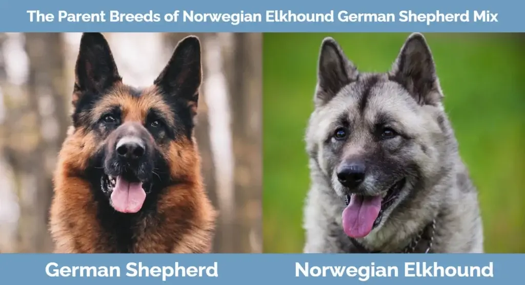 Οι μητρικές ράτσες του Norwegian Elkhound German Shepherd Mix