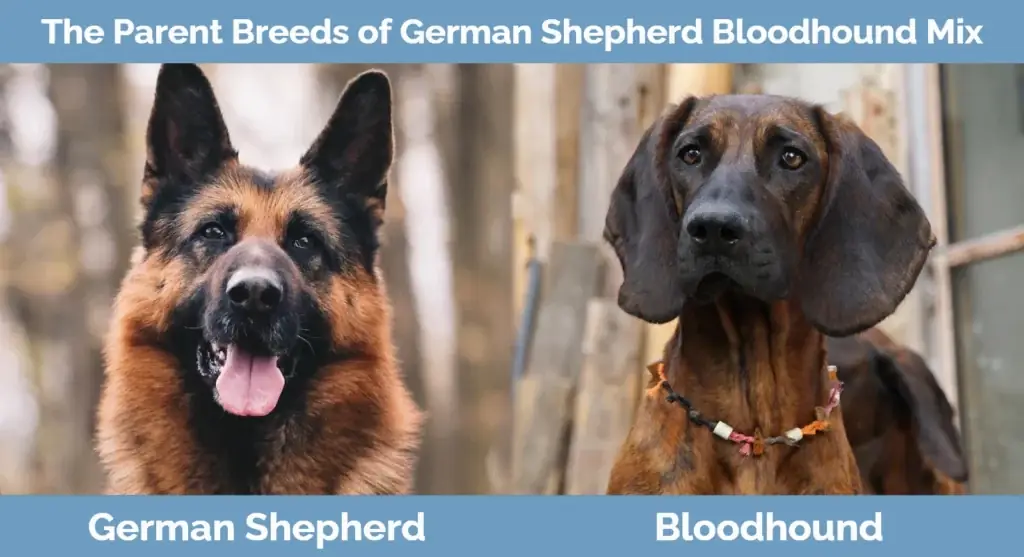 พ่อแม่พันธุ์ของ German Shepherd Bloodhound Mix