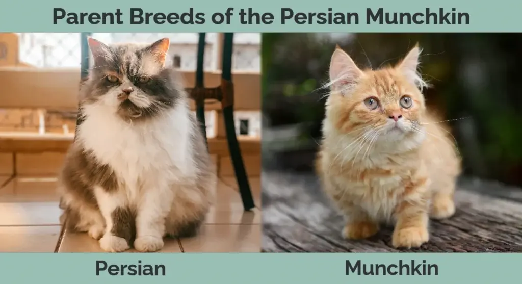 Ouerrasse van die Persiese Munchkin