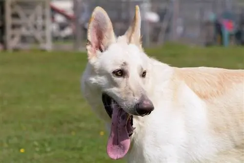 Blond schæferhund: 7 interessante fakta, info & bilder