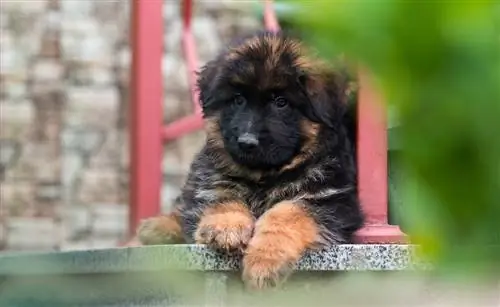 cachorro de pastor alemán de pelo largo