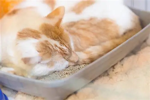 gato durmiendo en una caja de arena