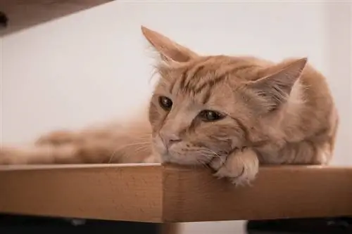 Come si addolora un gatto? Capire le emozioni del gatto