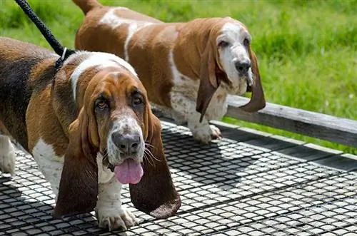 αρσενικό και θηλυκό Basset Hound που περπατούν