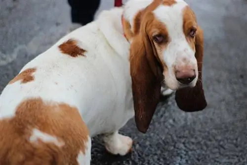 Basset Hound marró blanc