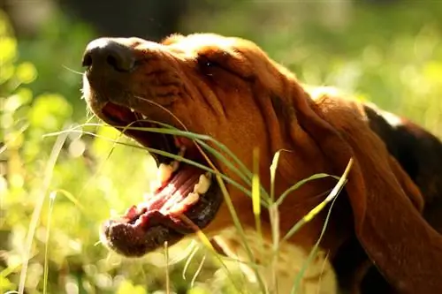 vred basset-hund