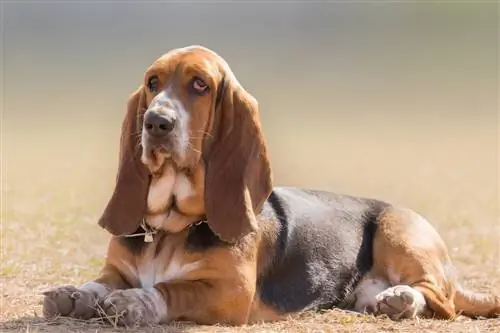 Basset Hounds ก้าวร้าวแค่ไหน? อธิบายลักษณะนิสัยของสายพันธุ์