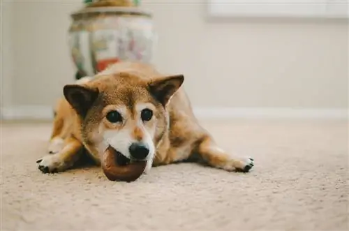 Chien Shiba Inu mangeant un bagel