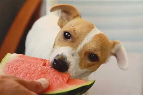 Jack Russelli terjer sööb arbuusi