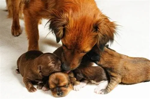 vier schattige blinde puppy's en mama