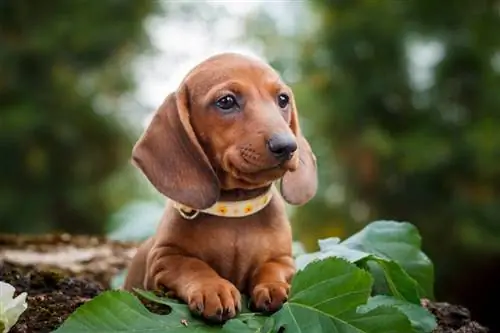 dachshund