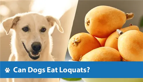 สุนัขกิน Loquats ได้ไหม? (สัตวแพทย์ตรวจสอบข้อเท็จจริง & คำถามที่พบบ่อย)