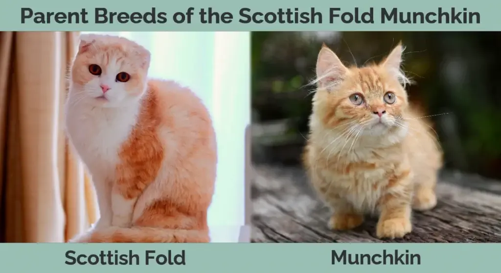 Mifugo ya wazazi ya Scottish Fold Munchkin