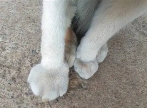 Waarom is de poot van je kat gezwollen? 6 door dierenartsen beoordeelde redenen