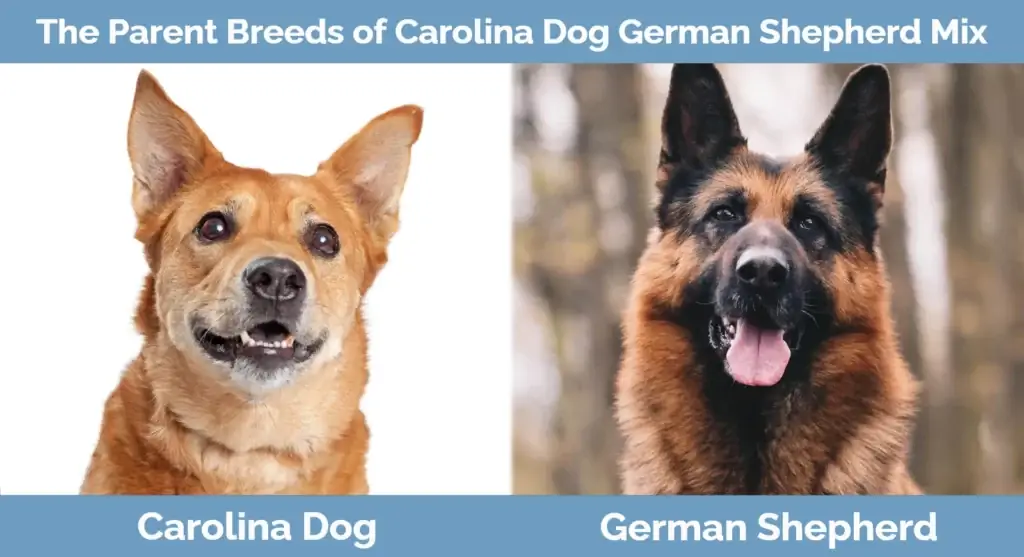 Las razas progenitoras de Carolina Dog German Shepherd Mix