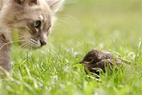 kedi bir çayırda kuş avlar