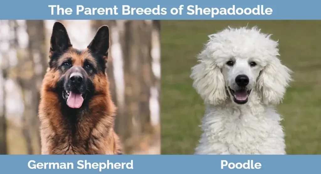 Родителските породи Shepadoodle