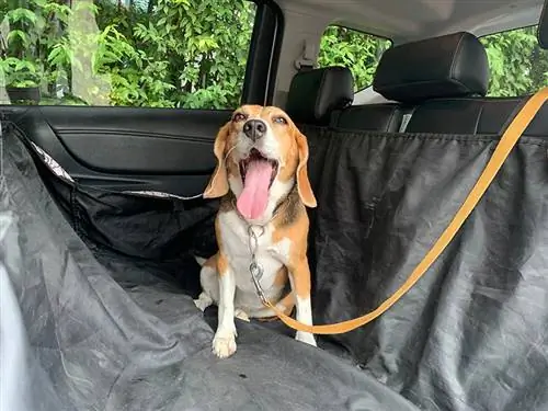 Glücklicher Hund im Auto mit Leine, Autoabdeckung für Tier