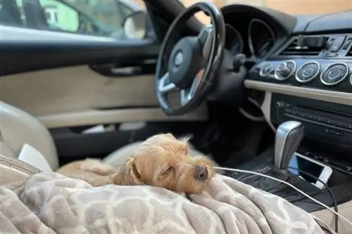 Hund mit einer Decke im Auto