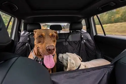 Zwei Rettungshunde in einem Auto auf einer Hängematte