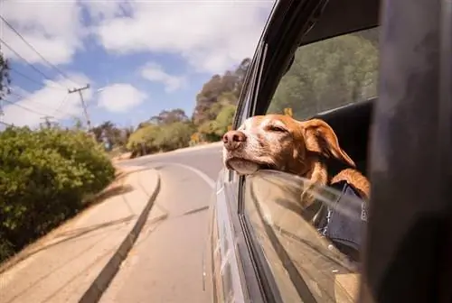 Hund entspannt sich, während er seinen Kopf aus dem Autofenster steckt