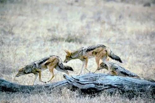 jakkalse wat in die natuur loop