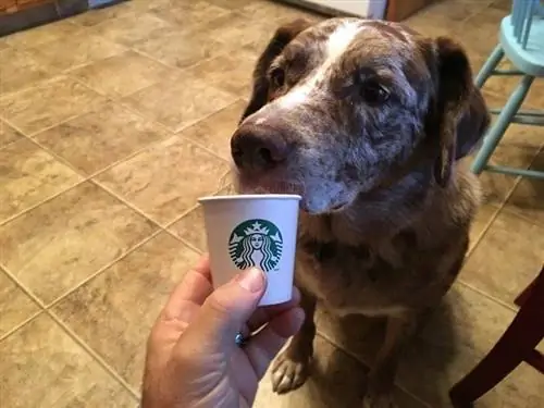 Pupucino de Starbucks