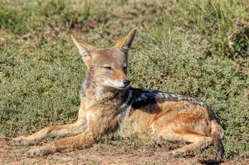 chacal allongé sur l'herbe