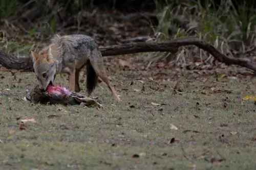 chacal comendo sua presa