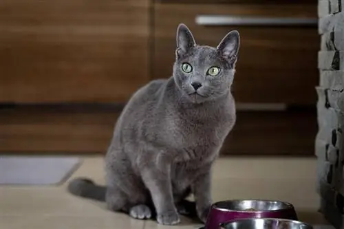 gato azul ruso sentado cerca del tazón de alimentación