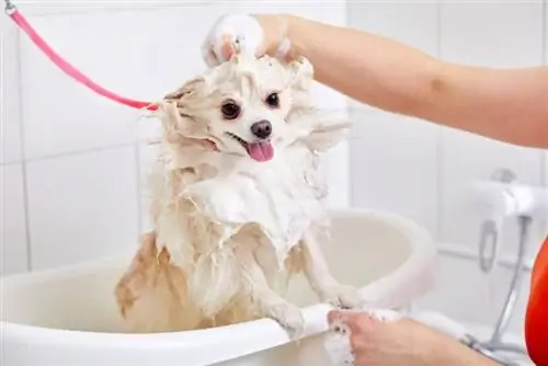 perro pomerania bañándose