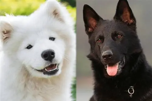 Samoyed German Shepherd Mix: маалымат, сүрөттөр, мүнөздөмөлөр & Фактылар