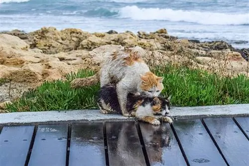 pusang nagsasama sa isang landas sa tabi ng dagat