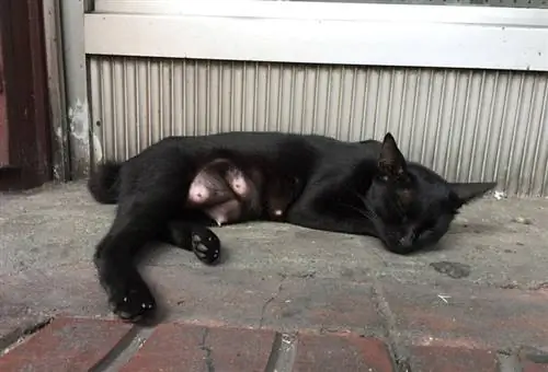 seekor kucing hitam dengan puting bengkak sedang tidur di lantai beton sebuah gedung