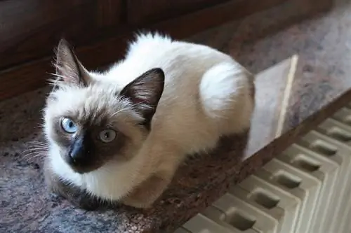 kucing tergeletak di dekat radiator