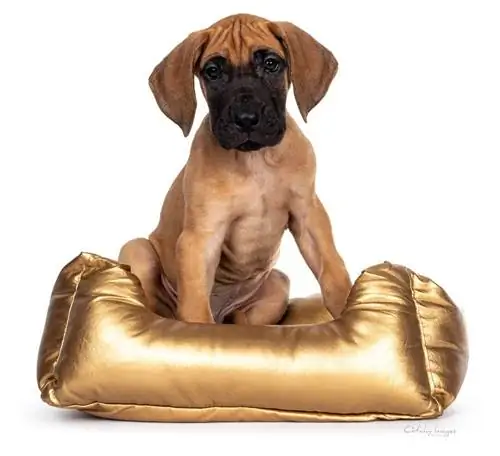 Grote Gouden Deen-puppy