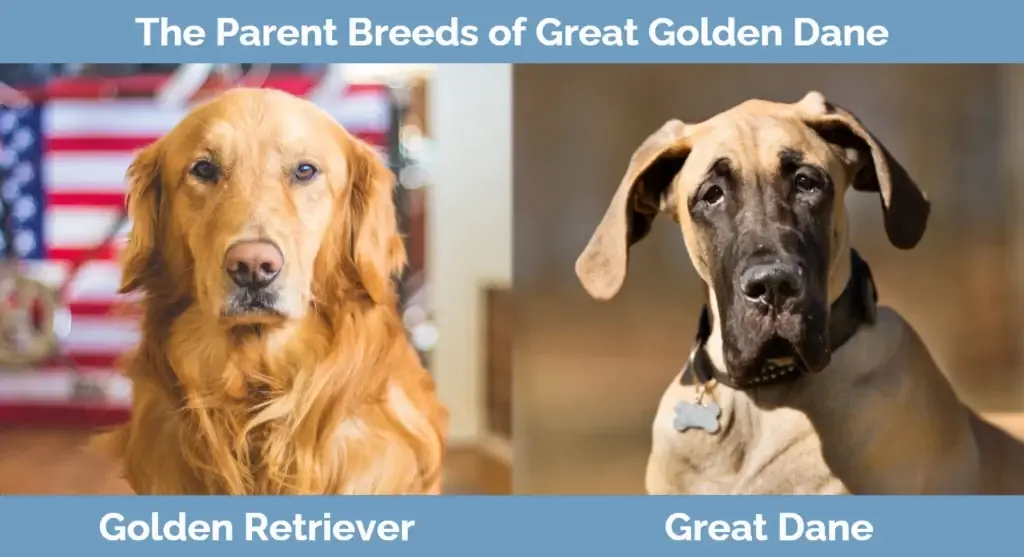 Foreldrerasene til Great Golden Dane