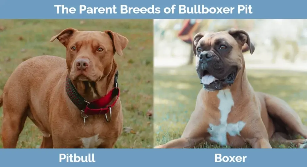 Les races parentales de Bullboxer Pit