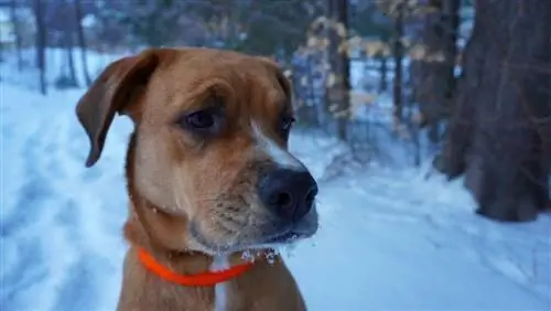 Australian Boxherd (Australian Shepherd & Boxer Mix): ข้อมูล รูปภาพ ลักษณะ & ข้อเท็จจริง