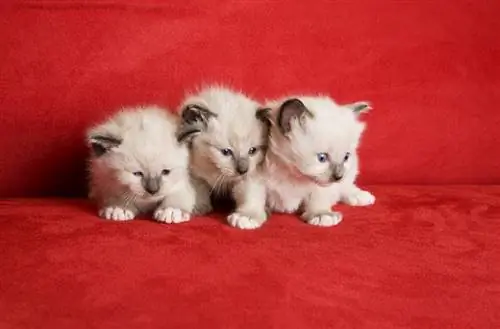 Sneeuwschoen Lynx Point Siamese kittens