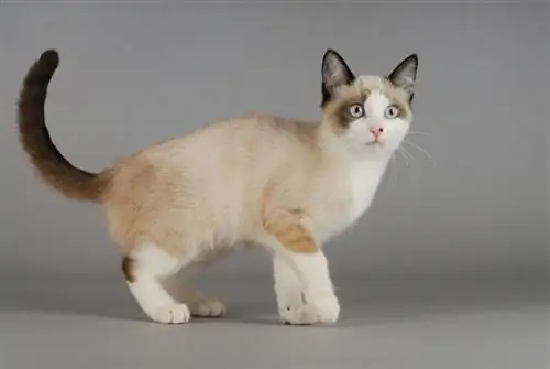 Kucing Snowshoe: Info, Gambar, Ciri-ciri & Fakta