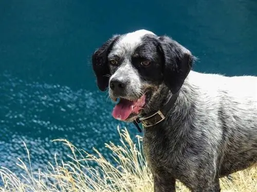 Boxapoint (Boxer & German Shorthaired Pointer): Informații, Imagini, Caracteristici & Fapte