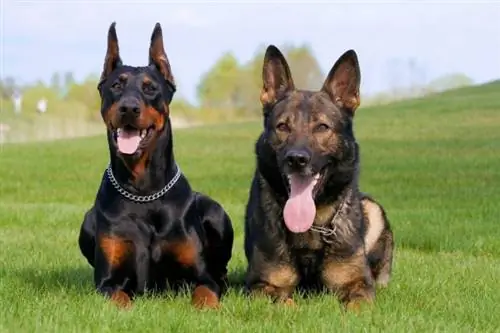 Dobermann Deutscher Schäferhund